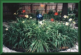 Daylilies