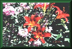 Daylilies & Phlox