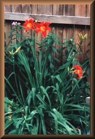 Red Daylilies