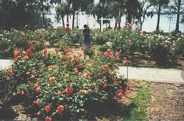 Cypress Gardens Rose Garden