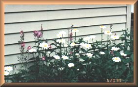 Shasta Daisies